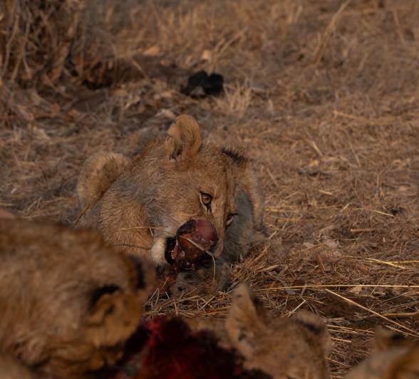 Sabi Sabi Viviane Ladner Msuthlu Pride With Kill Sabi Sabi Viviane Ladner Msuthlu Pride With Kill