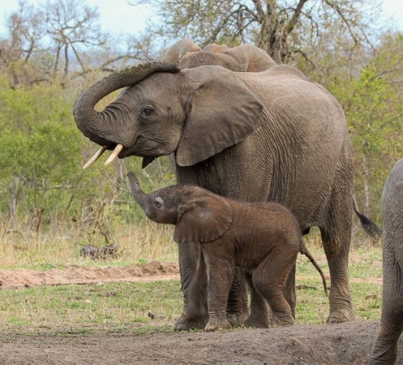 Sabi Sabi Jana Du Plessis Elephant Calf Sabi Sabi Jana Du Plessis Elephant Calf