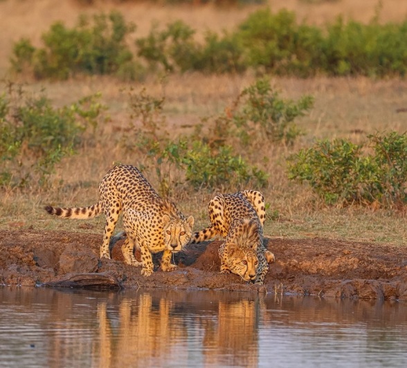 Cheetahs spooted drinking from a waterhole. Cheetahs spooted drinking from a waterhole.