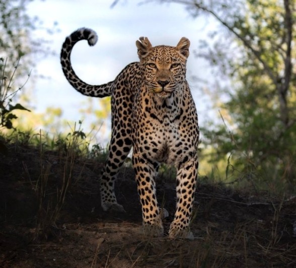 Sabi Sabi Devon Jansen Ntsumi Leopard