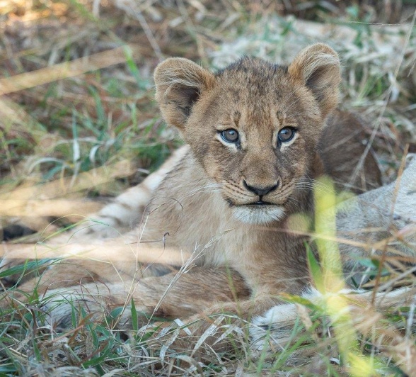 Spending time with lion cubs is always a firm favourite with our guests at Sabi Sabi.