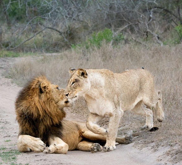 After some persistence, the Talamati female finally accepted the male lion's advances. 