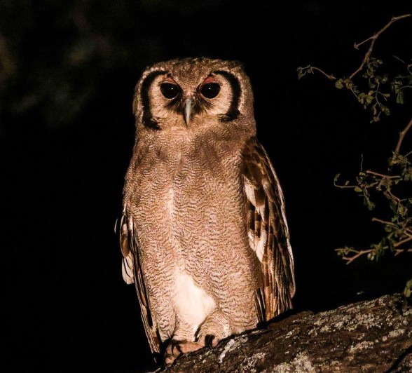 Verreaux Eagle Owl Sabi Sabi Ruan Mey