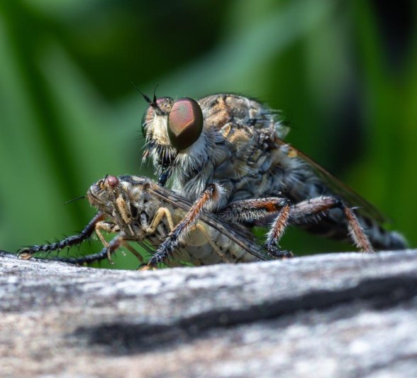 Robber Fly Attack Benjamin Loon Robber Fly Attack Benjamin Loon