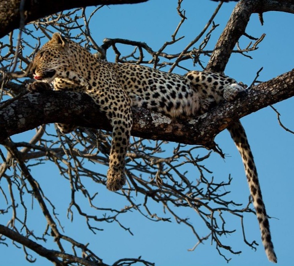The Mashaba leopard resting peacefully in a tree, content after her successful hunt. The Mashaba leopard resting peacefully in a tree, content after her successful hunt.