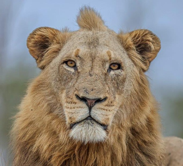 Close-up of a male lion’s face, capturing the intensity of his gaze and details of his mane.