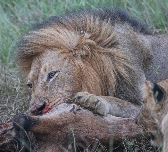 Sabi Sabi Ruan Mey Gijima Male On Kill Sabi Sabi Ruan Mey Gijima Male On Kill