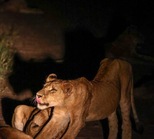 Sabi Sabi Ruan Mey Southern Pride At Night Sabi Sabi Ruan Mey Southern Pride At Night