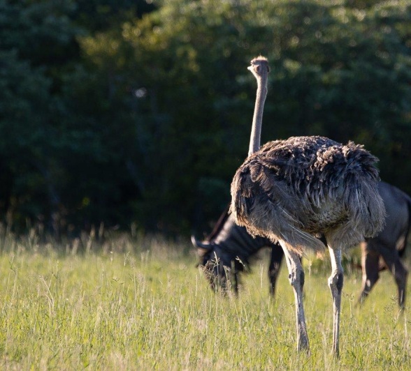 Most female birds have duller feathers. Here is a female ostrich. 