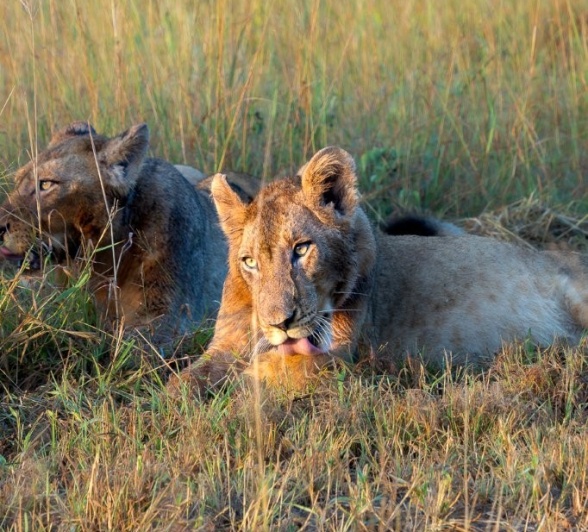 Sabi Sabi Franco Hay Msuthlu Lions