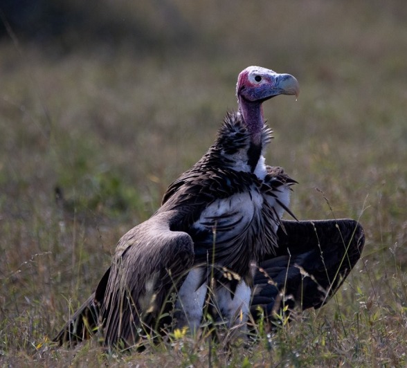 Sabi Sabi Ronald Mutero Lappet Vaced Vultures