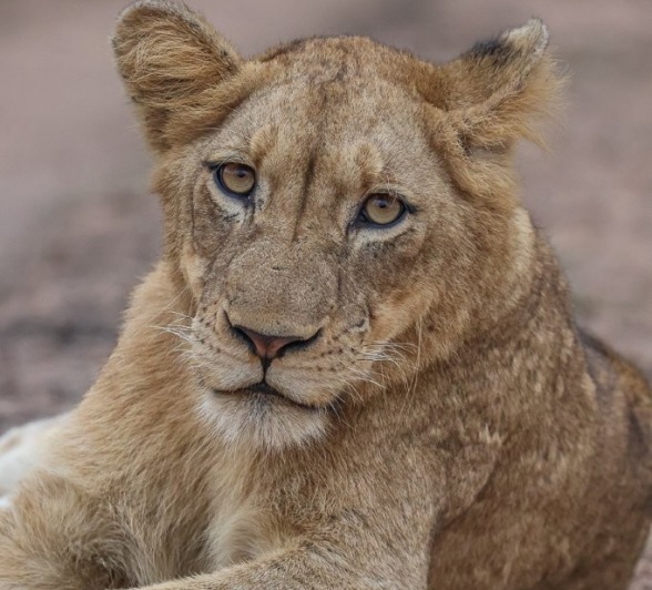 Sabi Sabi Ruan Mey Msuthlu Sub Adult Sabi Sabi Ruan Mey Msuthlu Sub Adult
