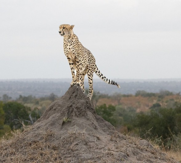 Sabi Sabi Ronald Mutero Cheetah On Termite Mound