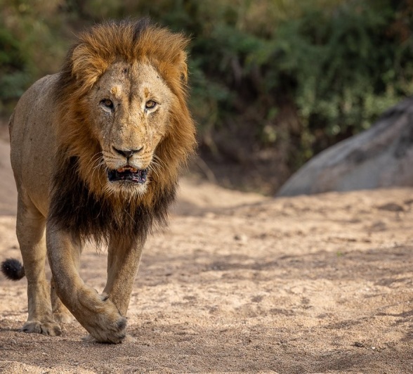 Sabi Sabi Jp Van Rooyen Gijima Male