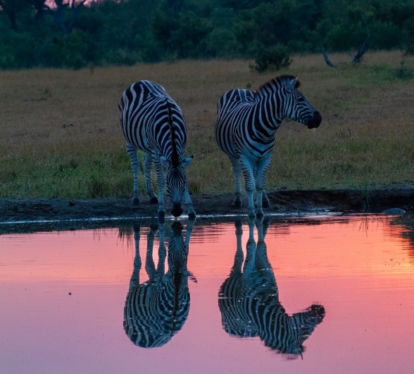 Two zebras have a drink at a still enough water source to capture their reflections
