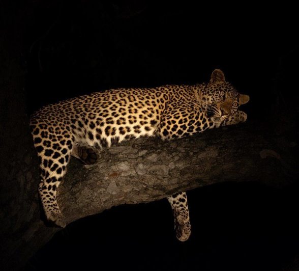 Guests were amazed by the beautifully alert eyes of Jasiri as the leopard relaxed in a tree. 