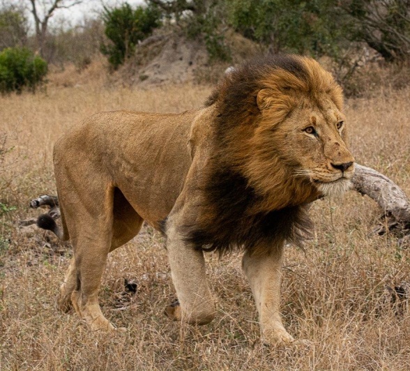 One of the two Gijima male lions chased off the other to make a move on the Talamati lioness.