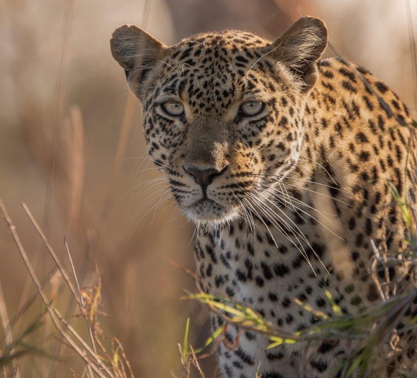She moved along the road until she came to an abrupt halt; sniffing the ground, she caught the scent of another female, the Golonyi female. 