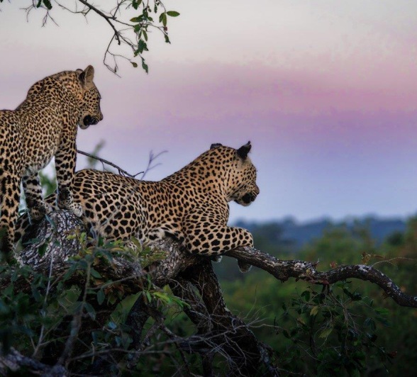 Ntsumi's cubs seem to be enjoying the sunset at Sabi Sabi. 