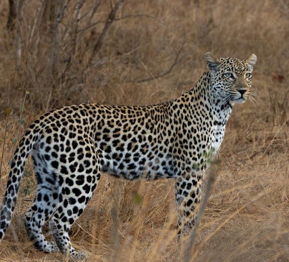 The Tengile female leopard actively hunting in Sabi Sabi Reserve, alert to every movement around her. The Tengile female leopard actively hunting in Sabi Sabi Reserve, alert to every movement around her.