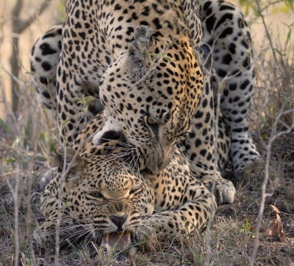 Ntsumi and Mawelawela leopards in the mating sequence, captured in the grassy surroundings.