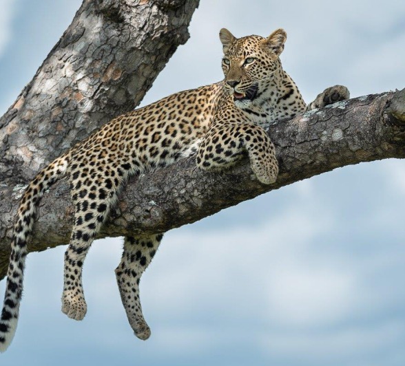 Sabi Sabi Newsletter April 4