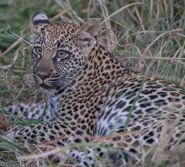 Sabi Sabi Ruan Mey Golonyi Sabi Sabi Ruan Mey Golonyi