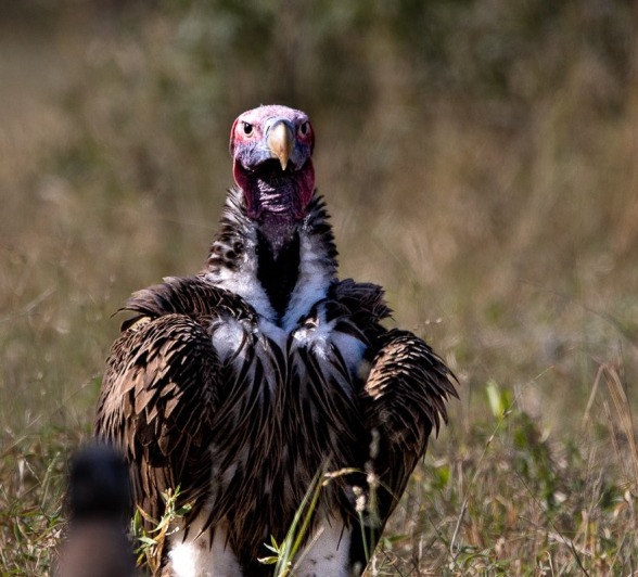 Sabi Sabi Ronald Mutero Lappet Faced Vulture Sabi
