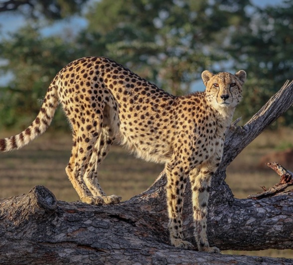 A cheetah spotted during a game drive from Sabi Sabi. A cheetah spotted during a game drive from Sabi Sabi.