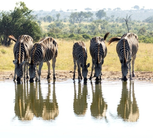 Sabi Sabi Benjamin Loon Zebras Drink Sabi Sabi Benjamin Loon Zebras Drink