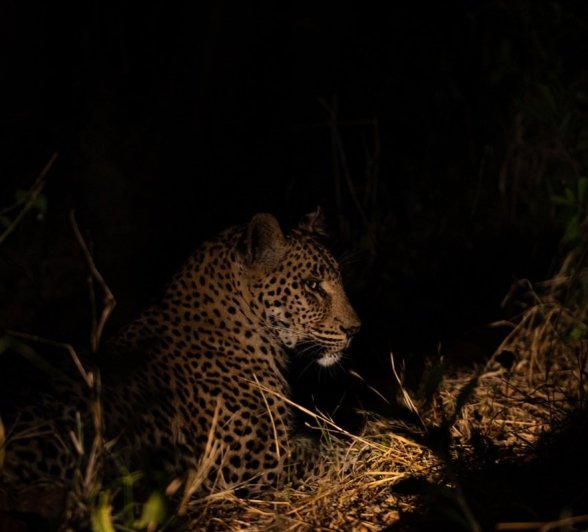 Sabi Sabi Jamiel Malherbe Golonyi At Night