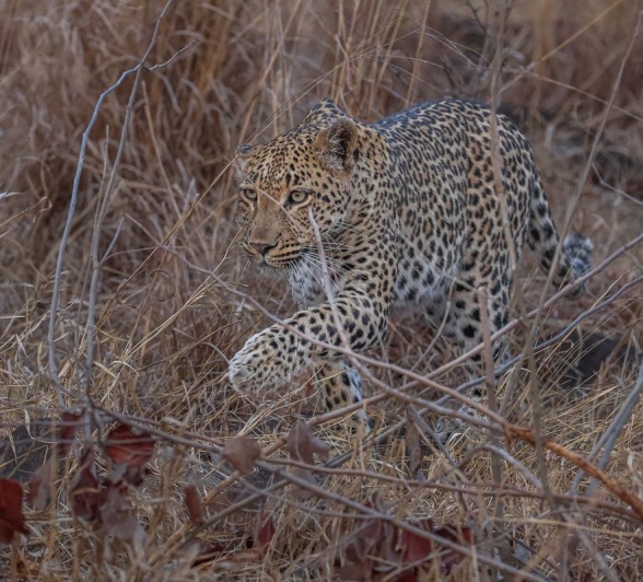 Sabi Sabi Ruan Mey Golonyi Through The Grass Sabi Sabi Ruan Mey Golonyi Through The Grass