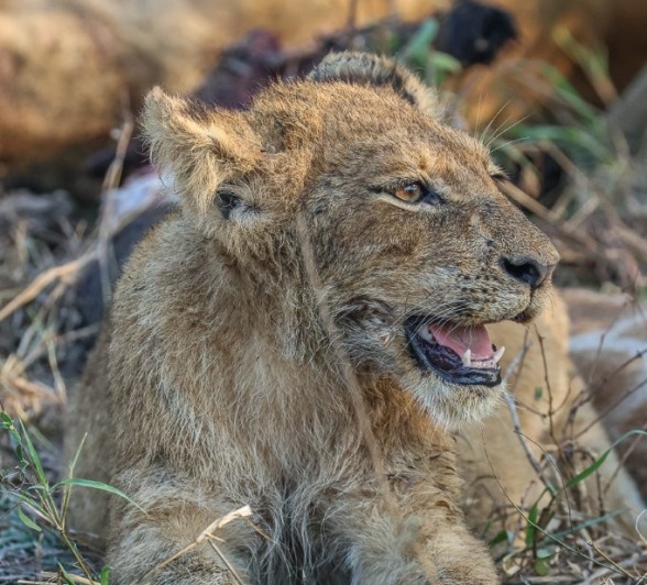 Sabi Sabi Ruan Mey Styx Lion Cub Sabi Sabi Ruan Mey Styx Lion Cub