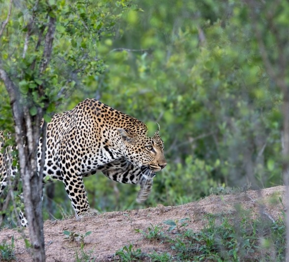 Sabi Sabi Ronald Mutero Khulwana Male Leopard