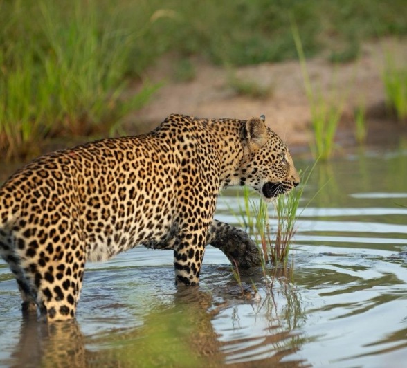 Sabi Sabi Josh Duffus Khurula Leopard