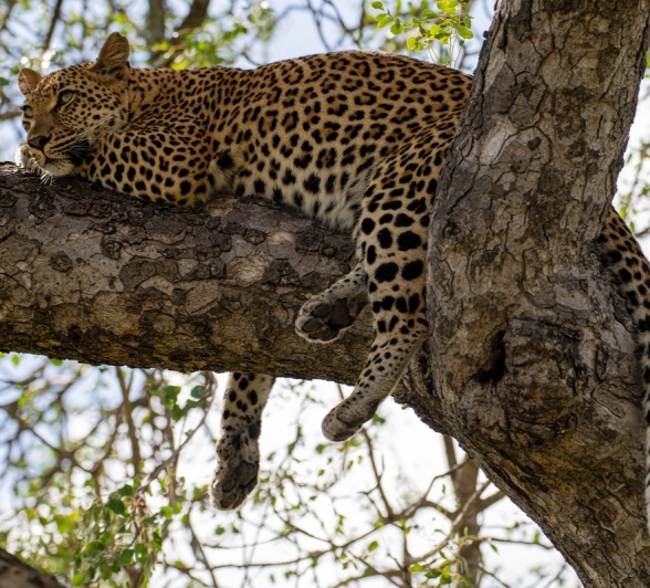 A20Jamiel Golonyi 25 01 23 7 Final