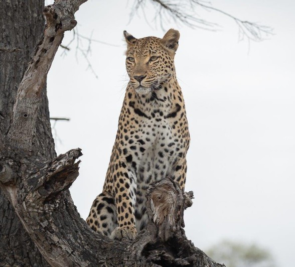 Ntsumi, a female leopard rests in a tree.