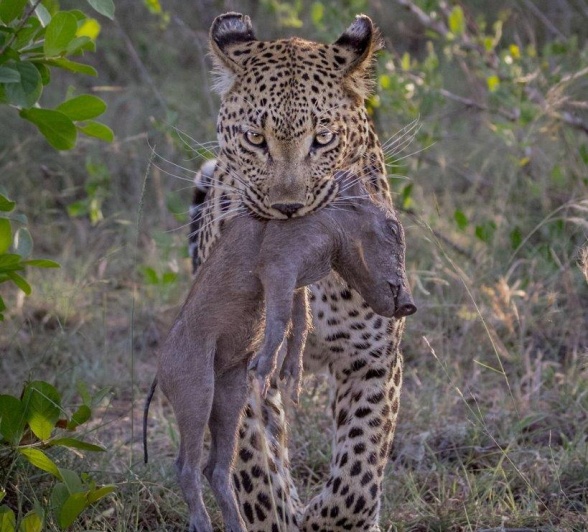 The stealthy Ntsumi leopard caught a warthog piglet to feed her two growing cubs. The stealthy Ntsumi leopard caught a warthog piglet to feed her two growing cubs.