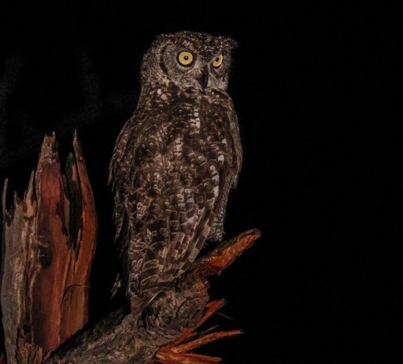 Spotted Eagle Owl At Night Ruan Mey