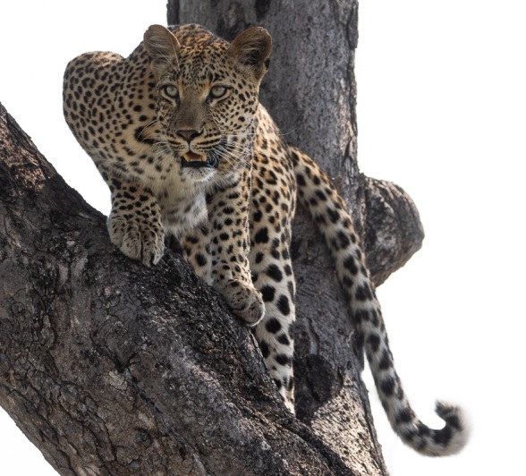 Sabi Sabi Day In The Wild Leopard