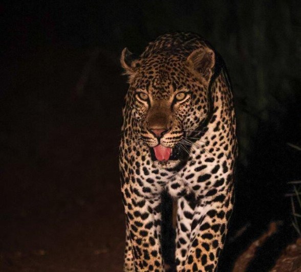 This male leopard has only recently moved into our reserve and has got himself caught in multiple run-ins with some of the bigger more dominant males. This male leopard has only recently moved into our reserve and has got himself caught in multiple run-ins with some of the bigger more dominant males.