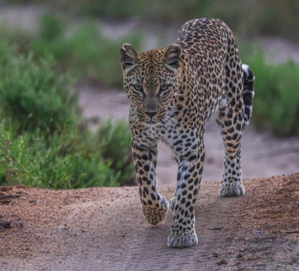 Ntsumi was making her way down the road, stopping every couple of metres from listening and looking for any potential prey. Ntsumi was making her way down the road, stopping every couple of metres from listening and looking for any potential prey.