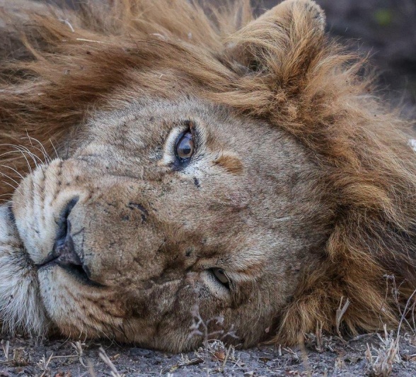 The face of a Gijima male lion, showing the scars and strength of a dominant male.