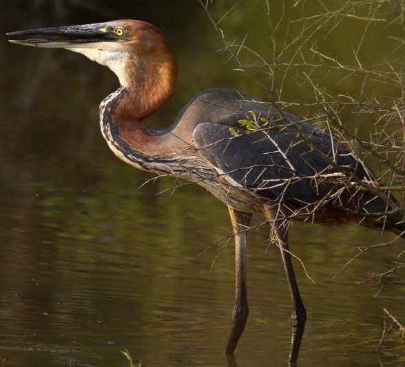 A Goliath Heron devouring a fish it caught, showcasing its hunting adaptability in the dry season. A Goliath Heron devouring a fish it caught, showcasing its hunting adaptability in the dry season.