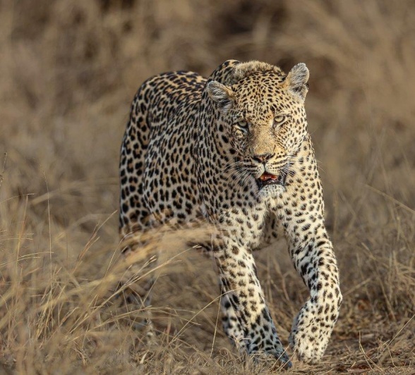 Sabi Sabi Ronald Mutero Nweti Sabi Sabi Ronald Mutero Nweti
