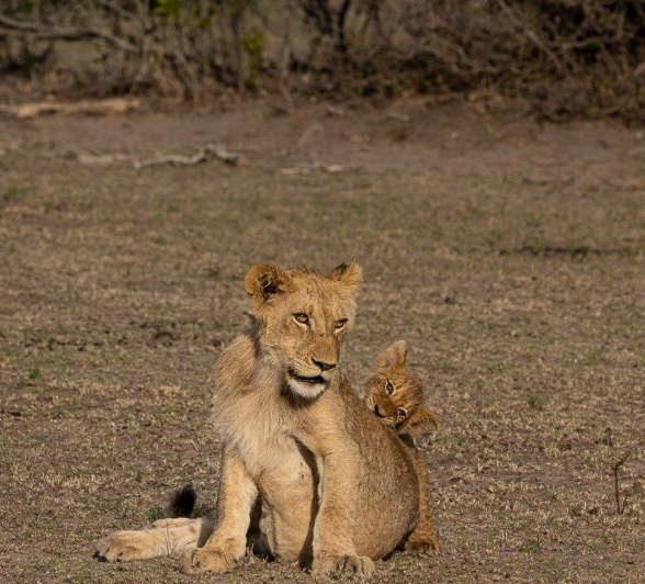 Sabi Sabi Ronald Mutero Msuthlu Pride Sabi Sabi Ronald Mutero Msuthlu Pride