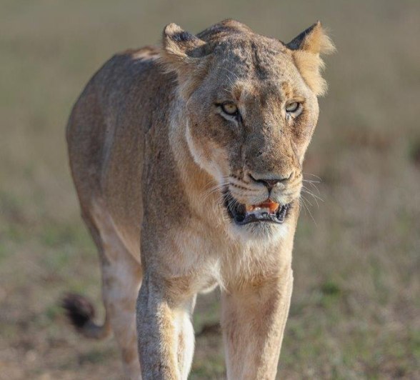 Female Msuthlu Pride lioness resting, exuding calm strength and contentment in her natural surroundings.