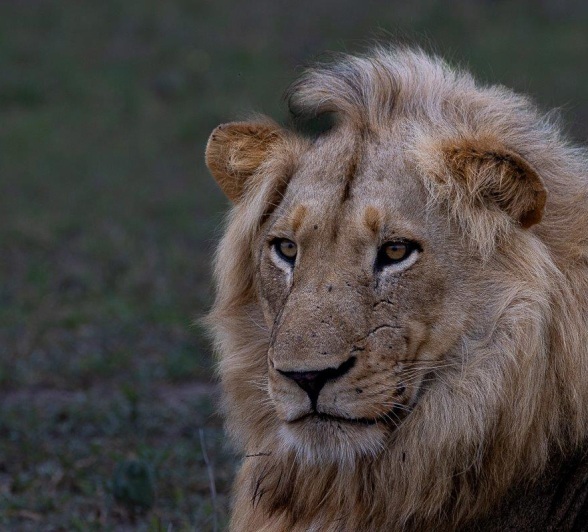 A dominant male lion from the Styx pride. A dominant male lion from the Styx pride.