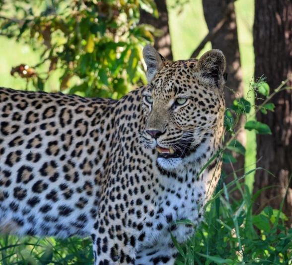 Sabi Sabi Jan Nel Golonyi Leopard