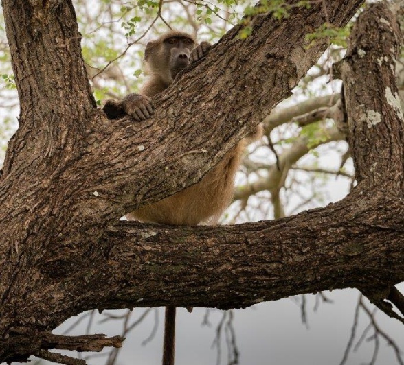 Sabi Sabi Viviane Ladner Baboon